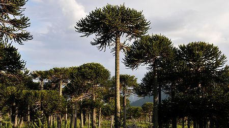 Honorarkonsul Der Bundesrepublik Deutschland In Temuco Auswartiges Amt